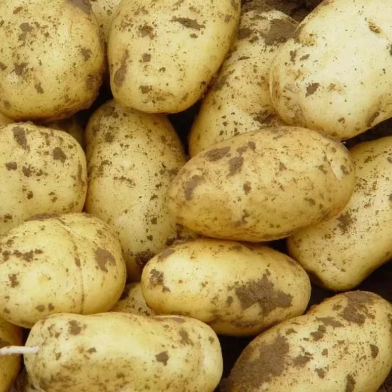 【2025年新土豆】新鲜土豆马铃薯洋芋当季现挖土豆蔬菜批发5/9斤装