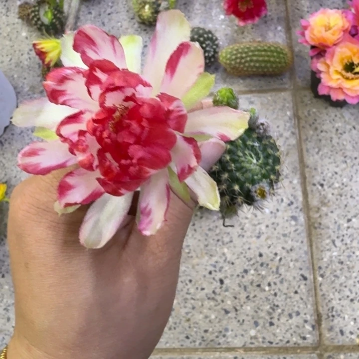 353丽花102歪无根侧牙3公分左右