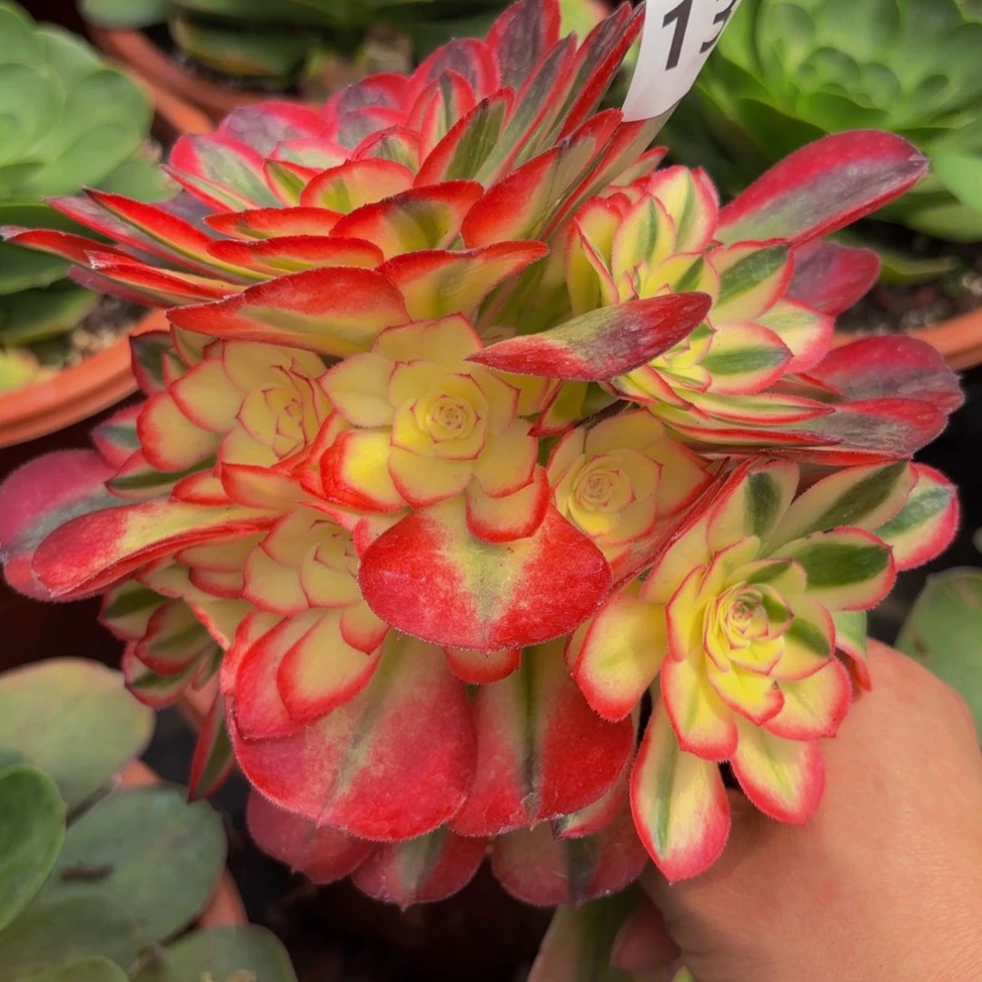 131多肉植物荔枝无根