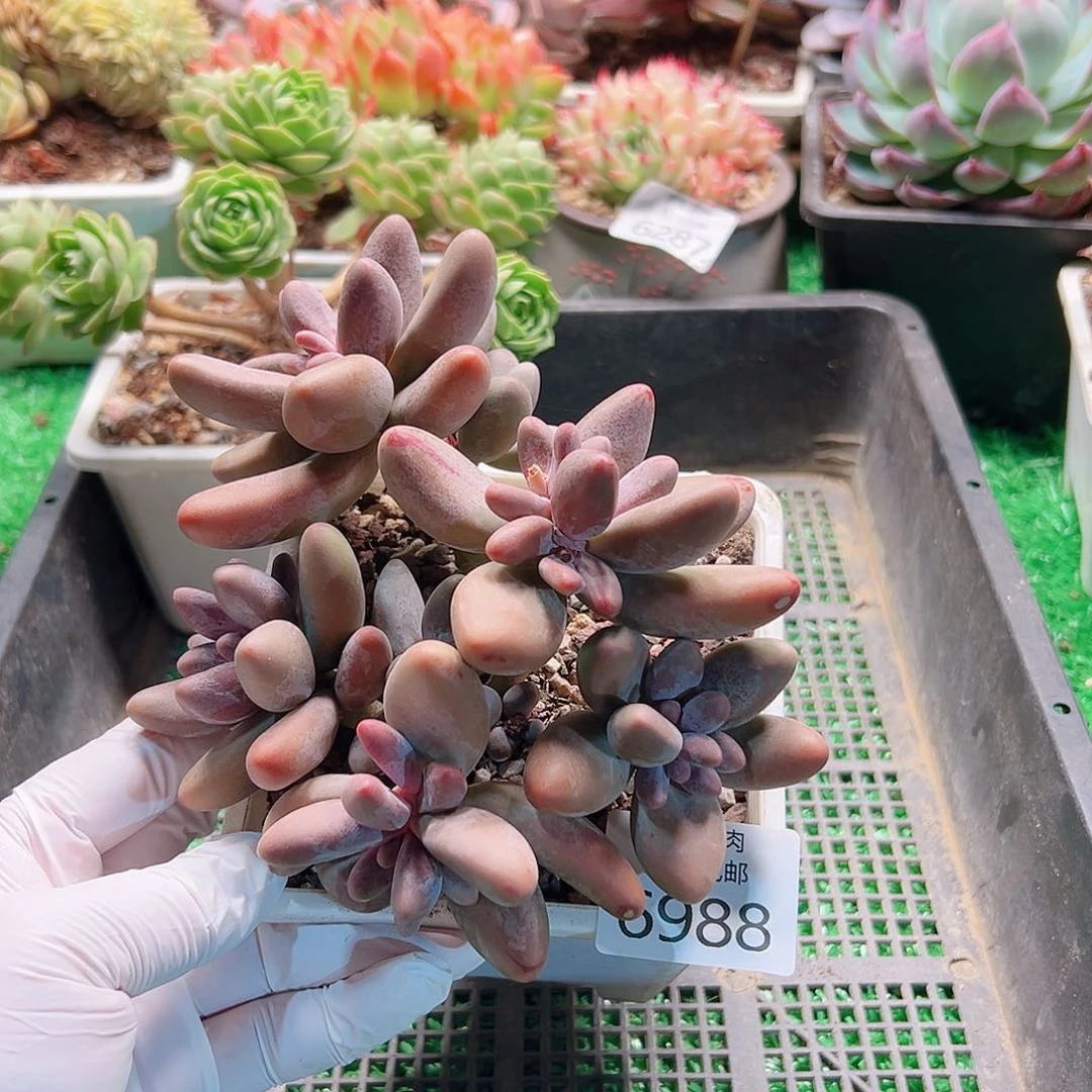 无花朵多肉一物一拍6988