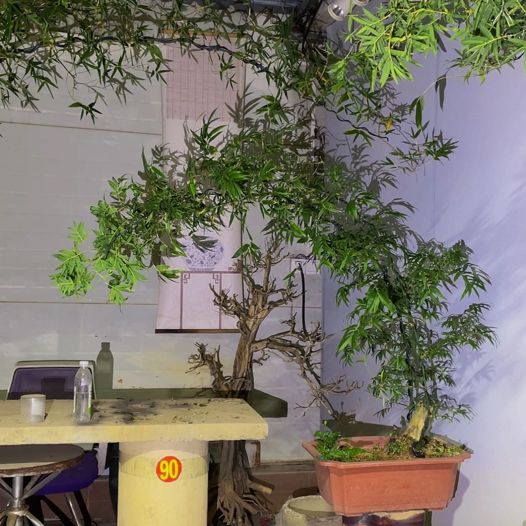 阳***兰无花朵小叶簕竹熟桩塑料盆包邮