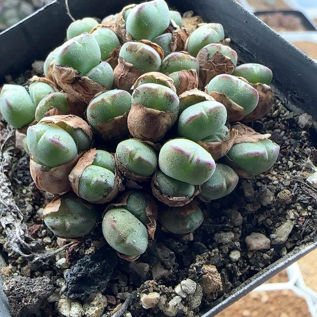开播福利就是它45814
