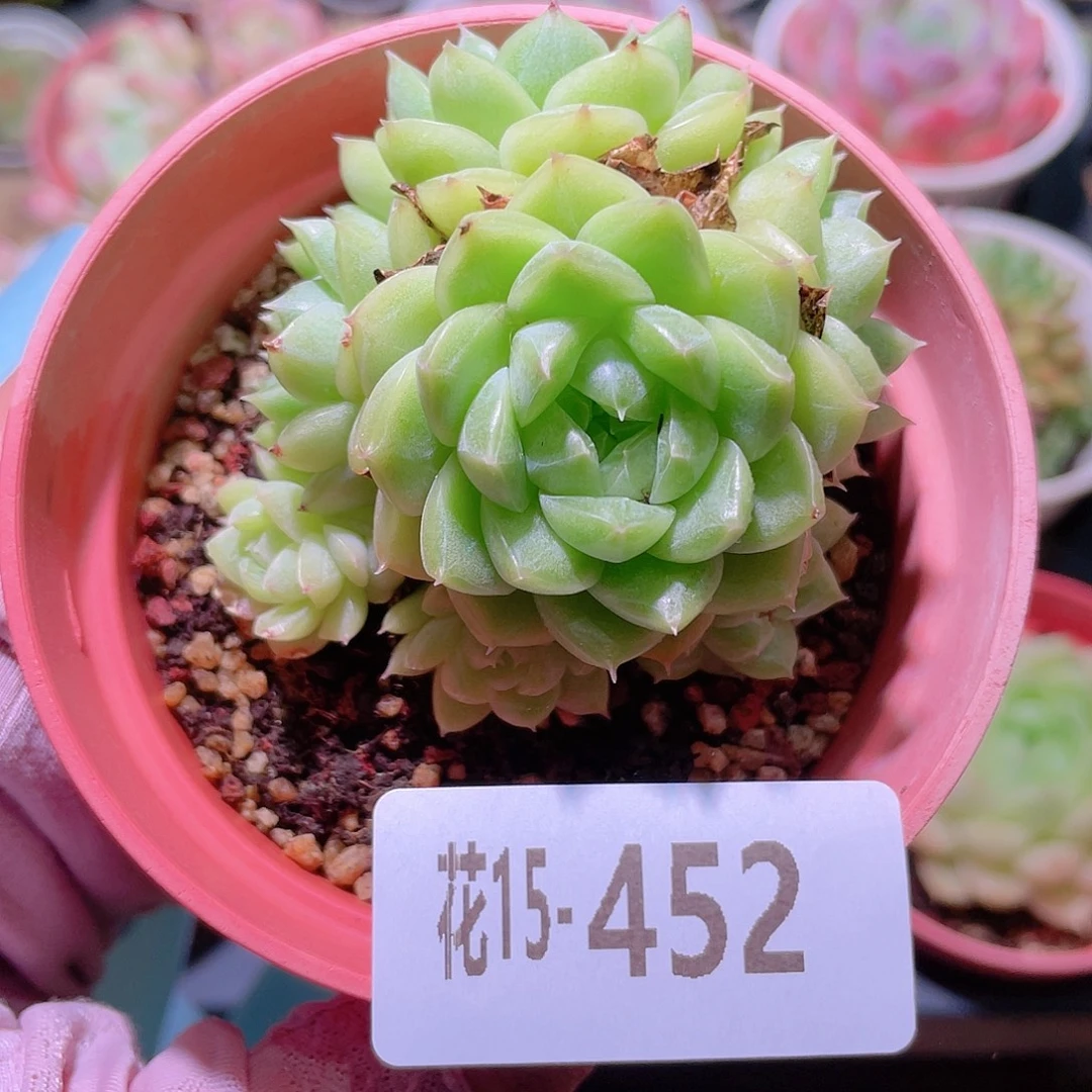 花利美15-452麦秆