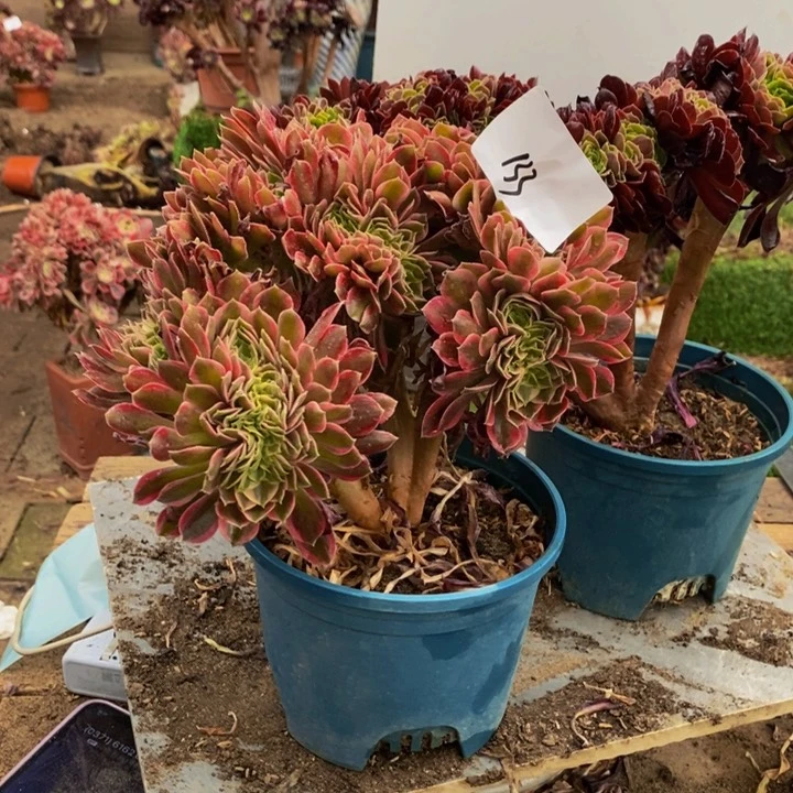 虹*?133号欧紫➕女神缀化