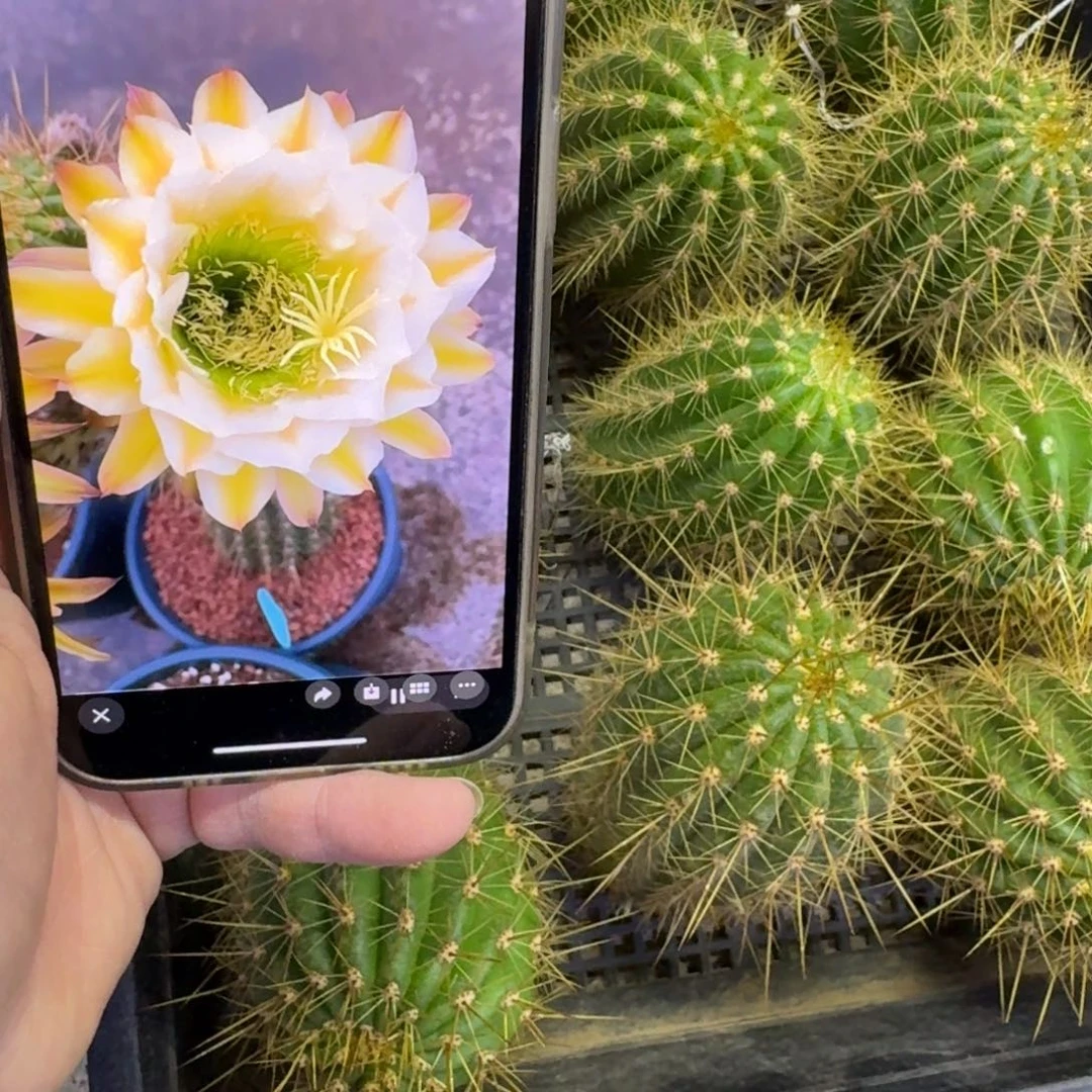 344毛六月五歪无根侧牙5公分左右，20包邮