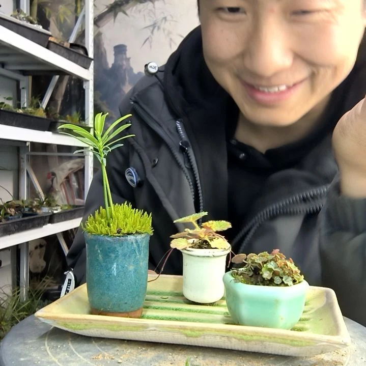 千***码小盆景小植物一物一拍85