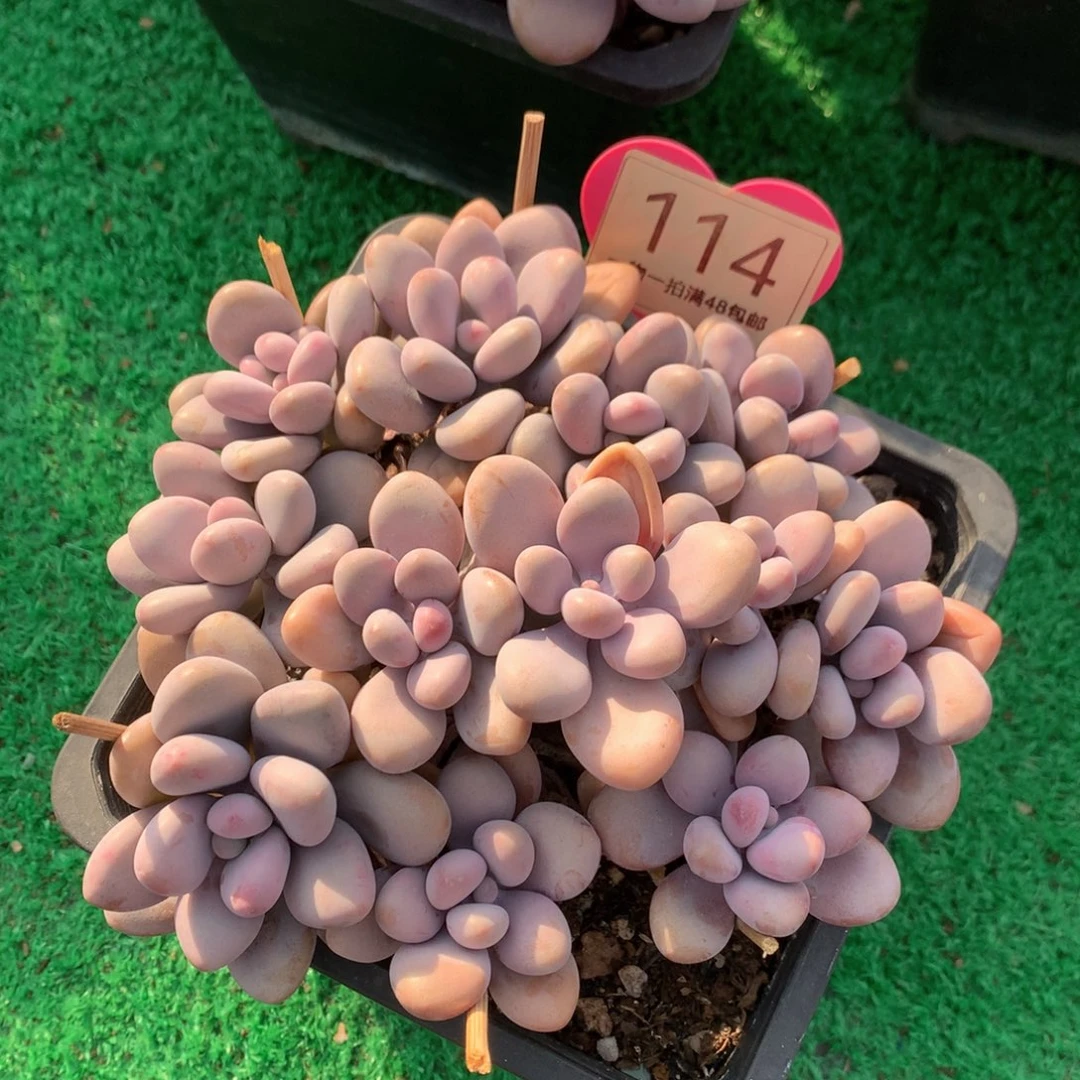 桃蛋矮桩平头无砍114