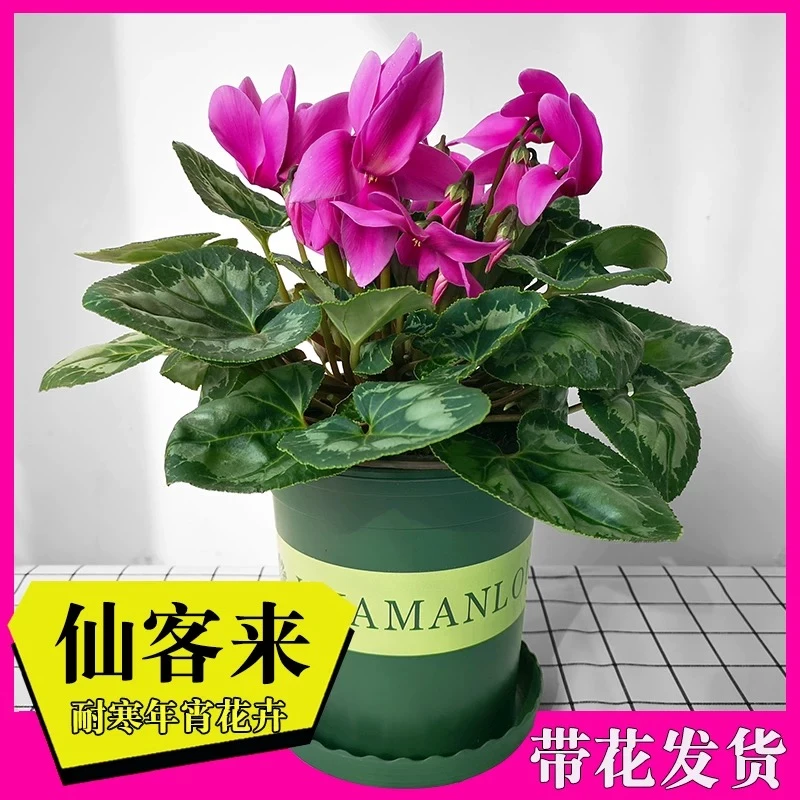 仙客来花随机花色发货一盆基地直发易活