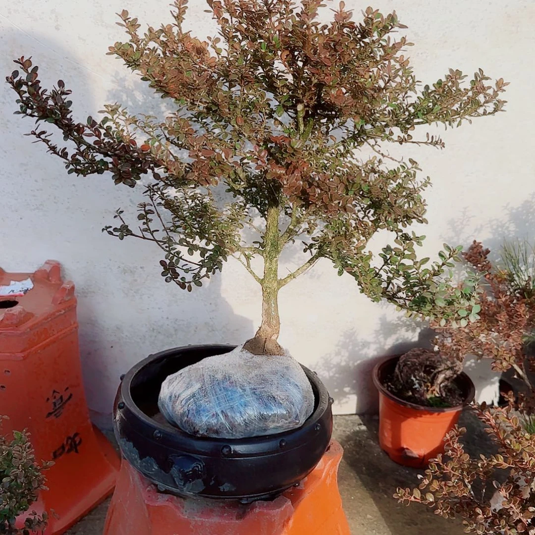 完全开放珍珠黄杨