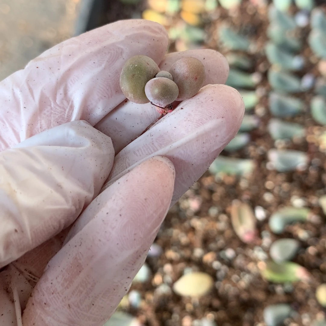 水光针1cm小小小小