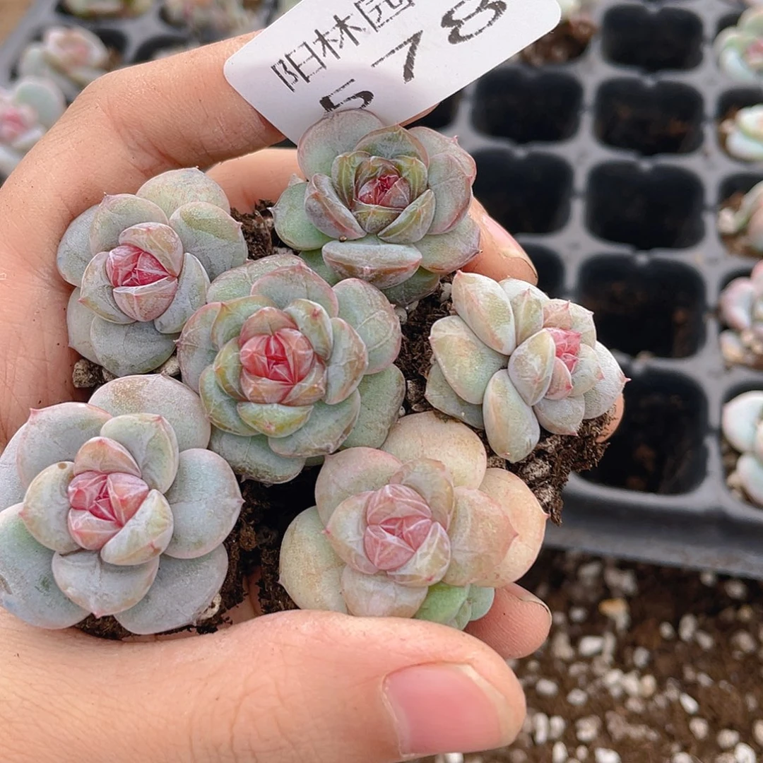 多肉植物多肉植物578