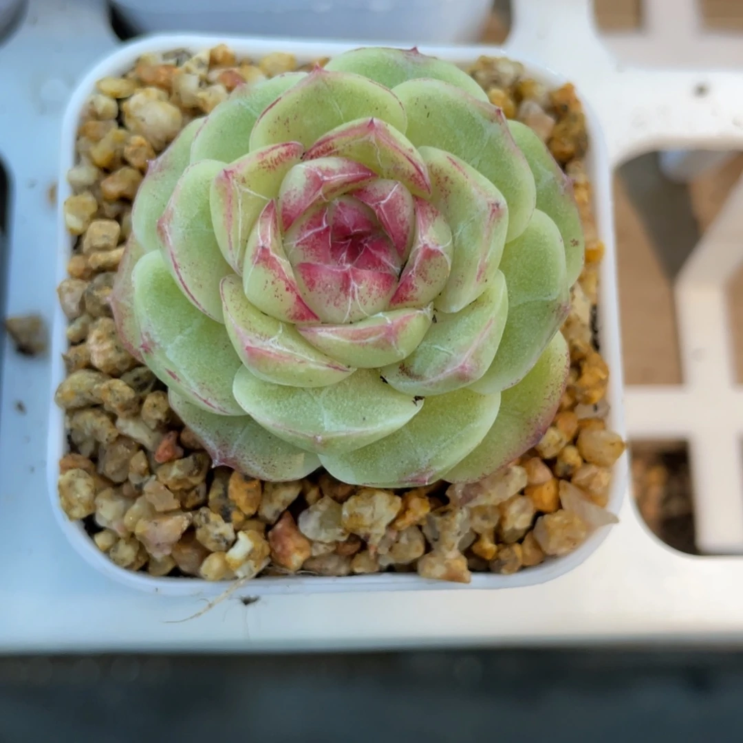 优选女王新品福利1643