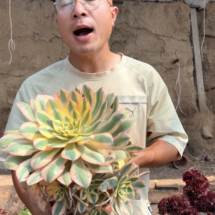 福利灿烂好看好养