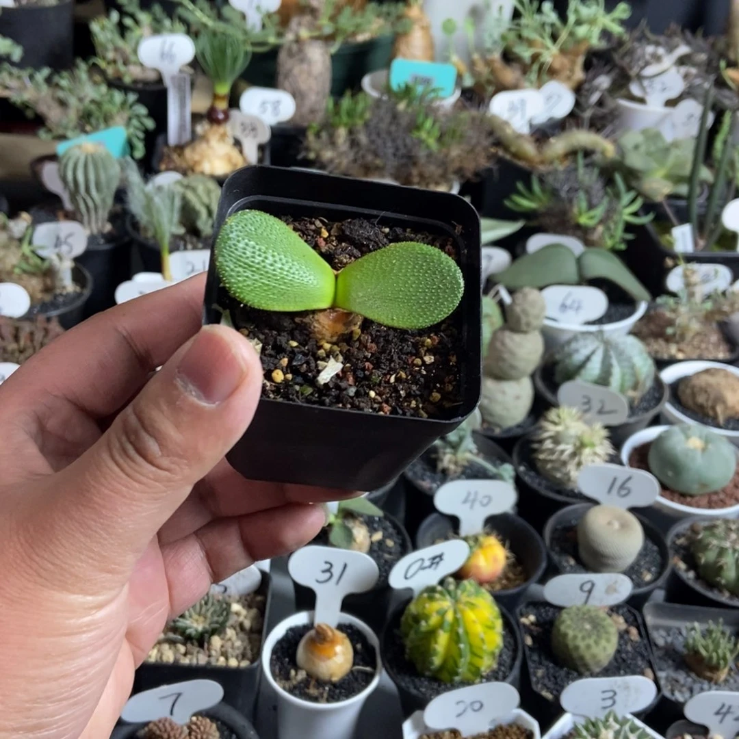 钢锉灯台百合一个