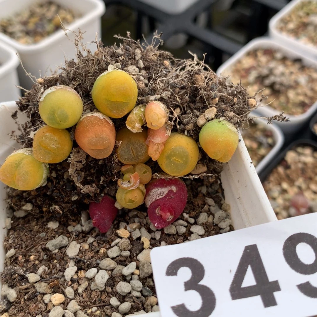 我**假349日拉杂交一组