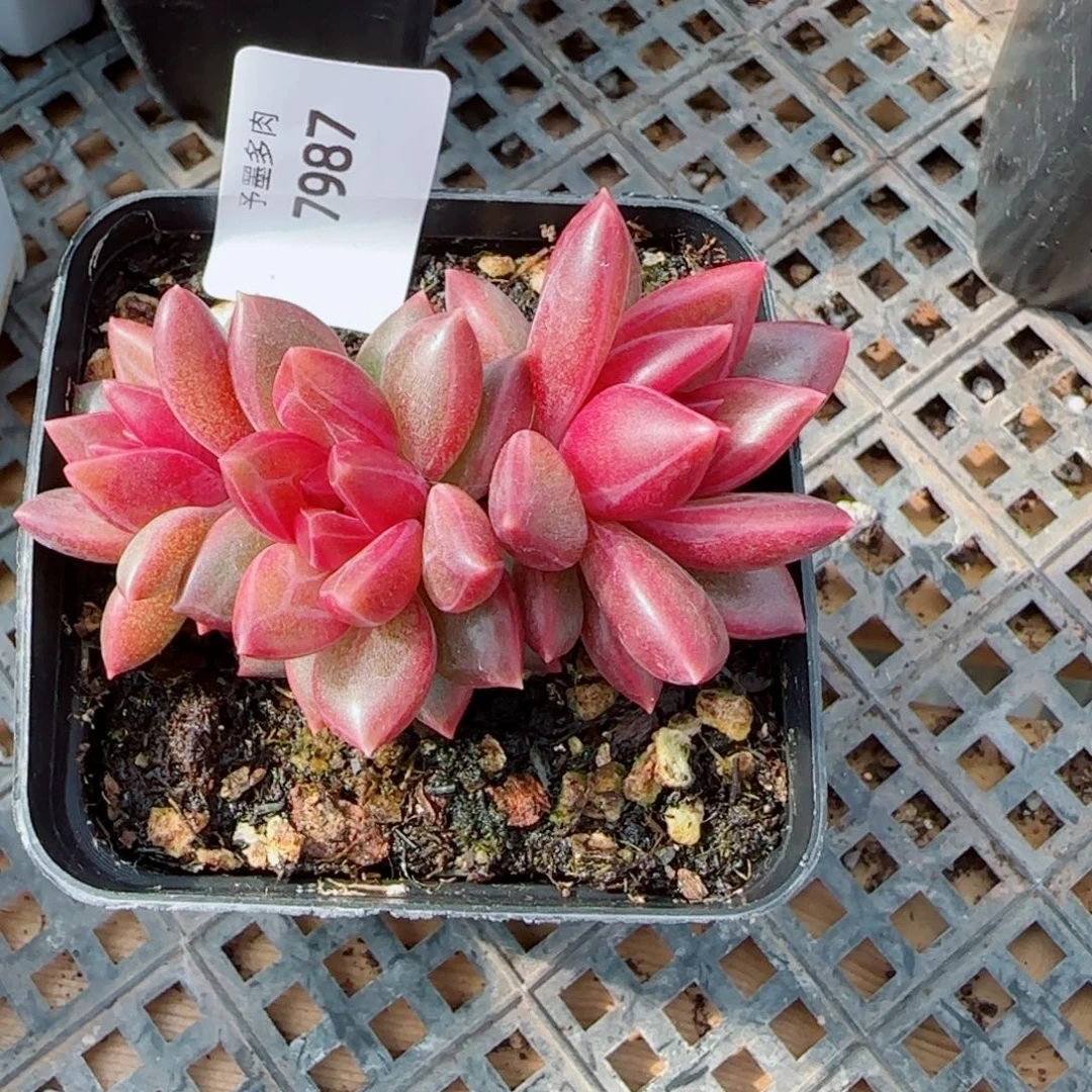 迷雾泡泡，7987多肉植物