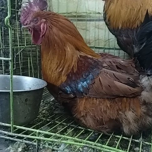 2天中国大陆贵州土鸡