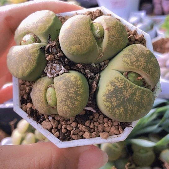 无花朵1178，4头群如图