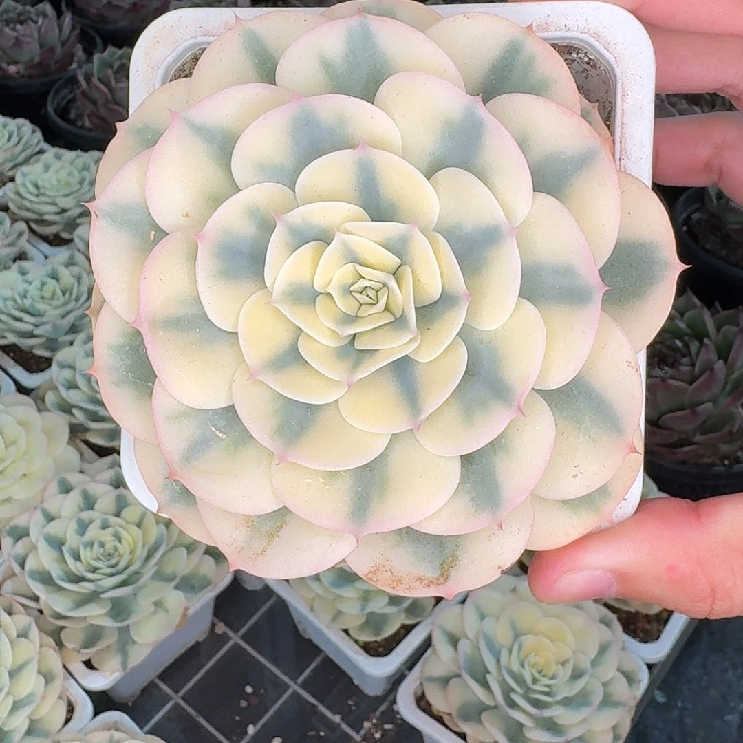 从前慢花园多肉编号-单头玉蝶锦