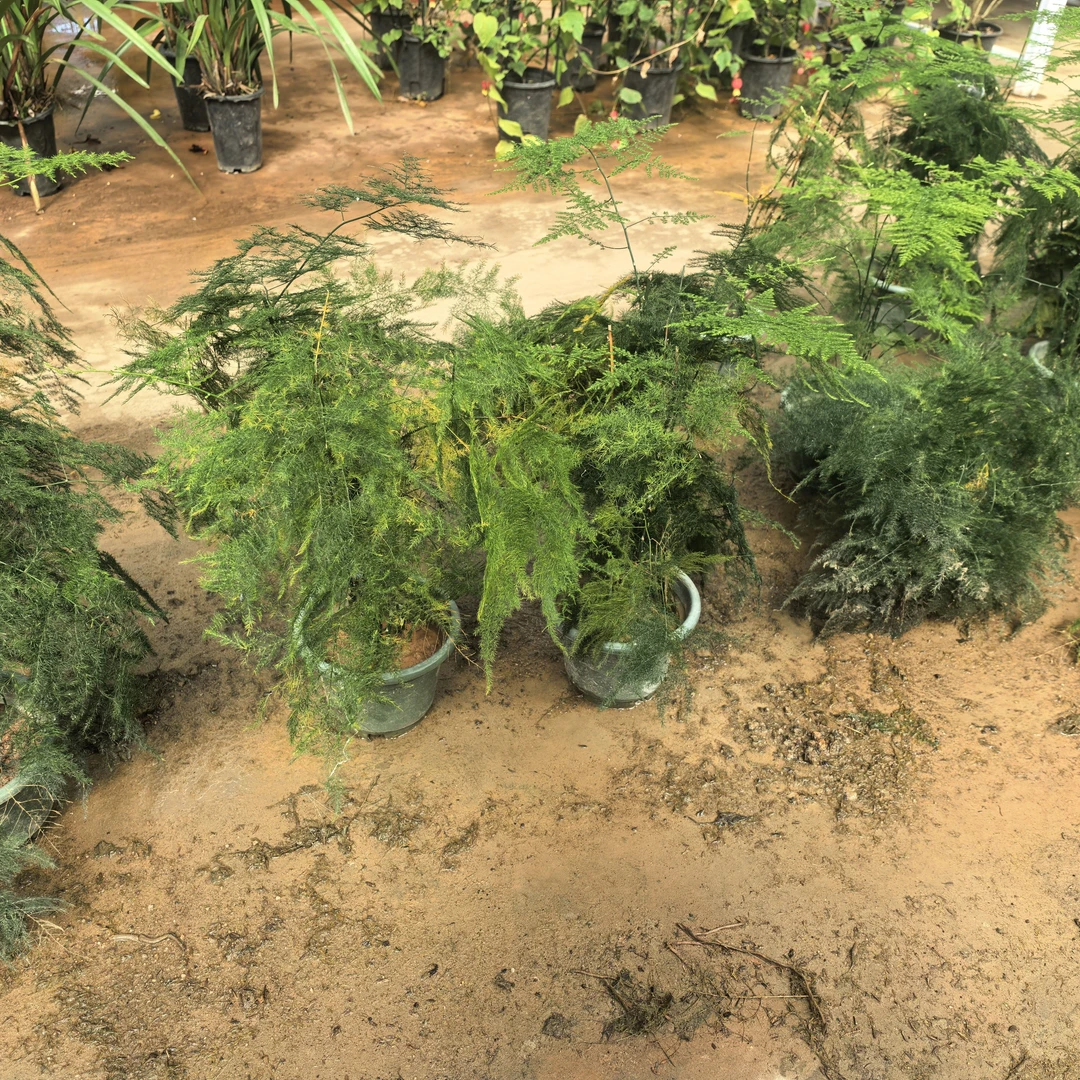 文竹盆栽四季常青好养盆景（处理货有瑕疵介意勿拍）