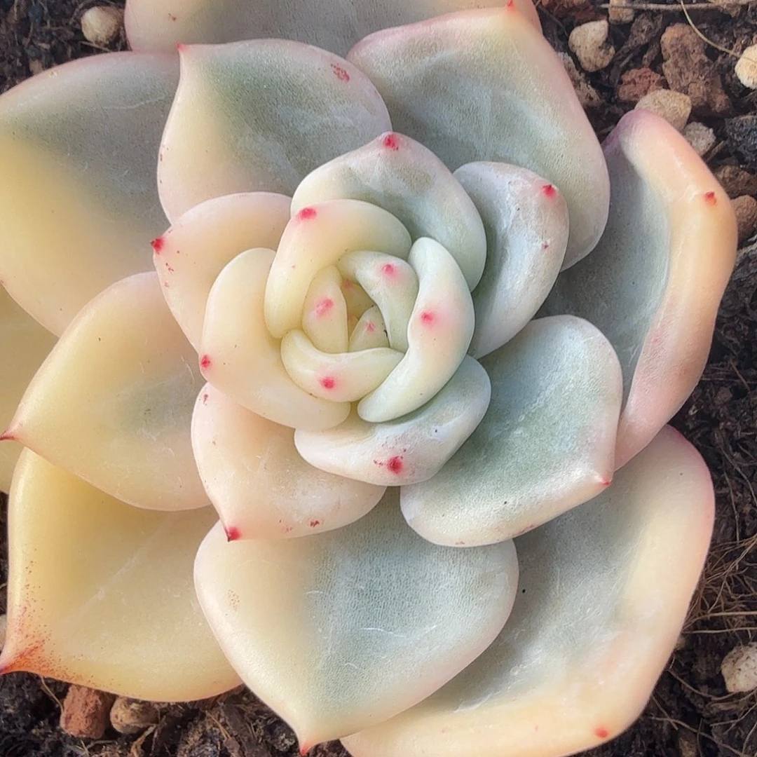 伊丽莎白锦，多肉植物。