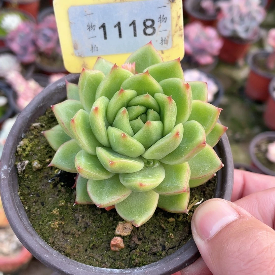 【闪购商品】带****?1118号