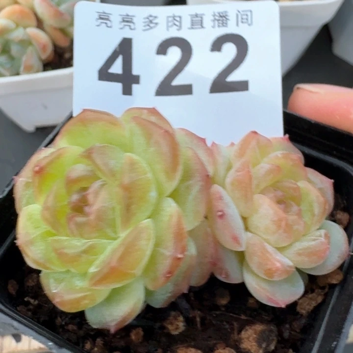 无尽灯双头            多肉植物