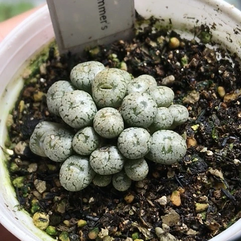 多肉肉锥 Y192康菩提