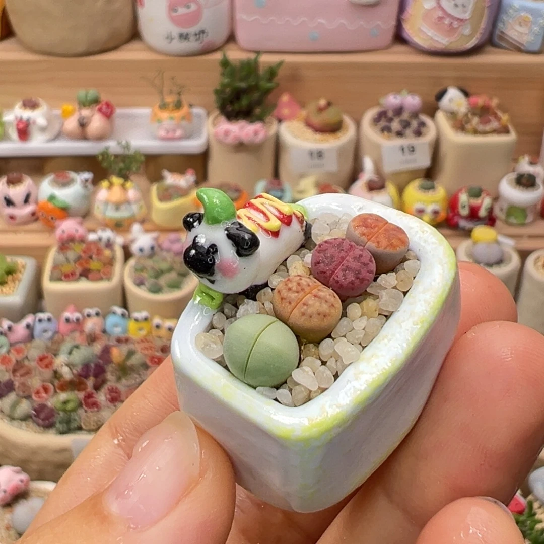 多肉植物30号彩色