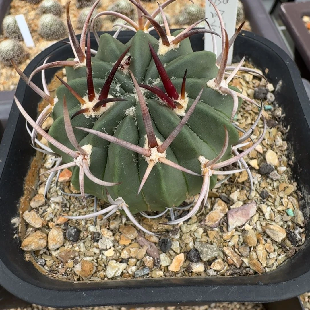 风***人花花花花花花花花