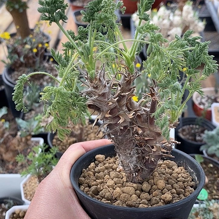 618出云洋葵带盆一一一一一一一