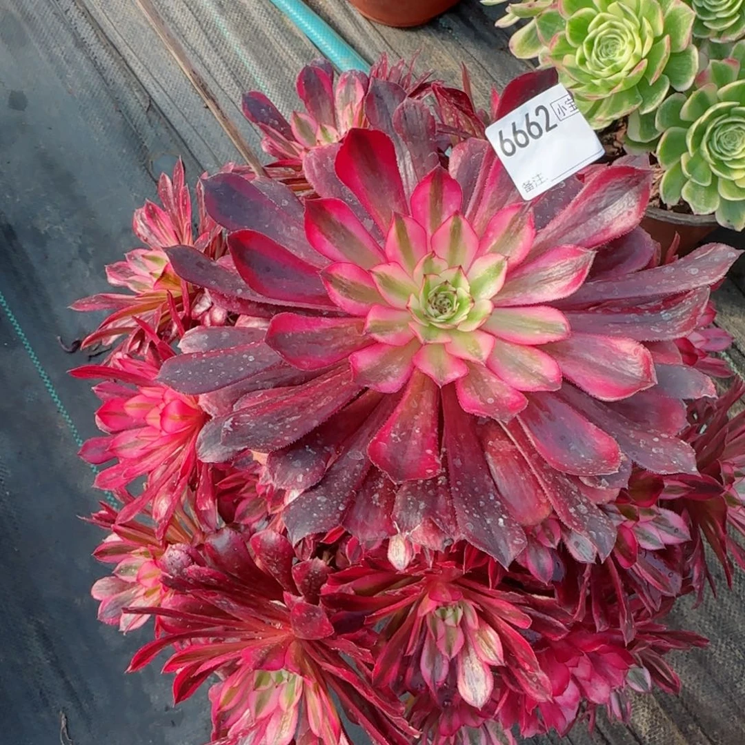 胖***子6662黑铜白多肉多肉