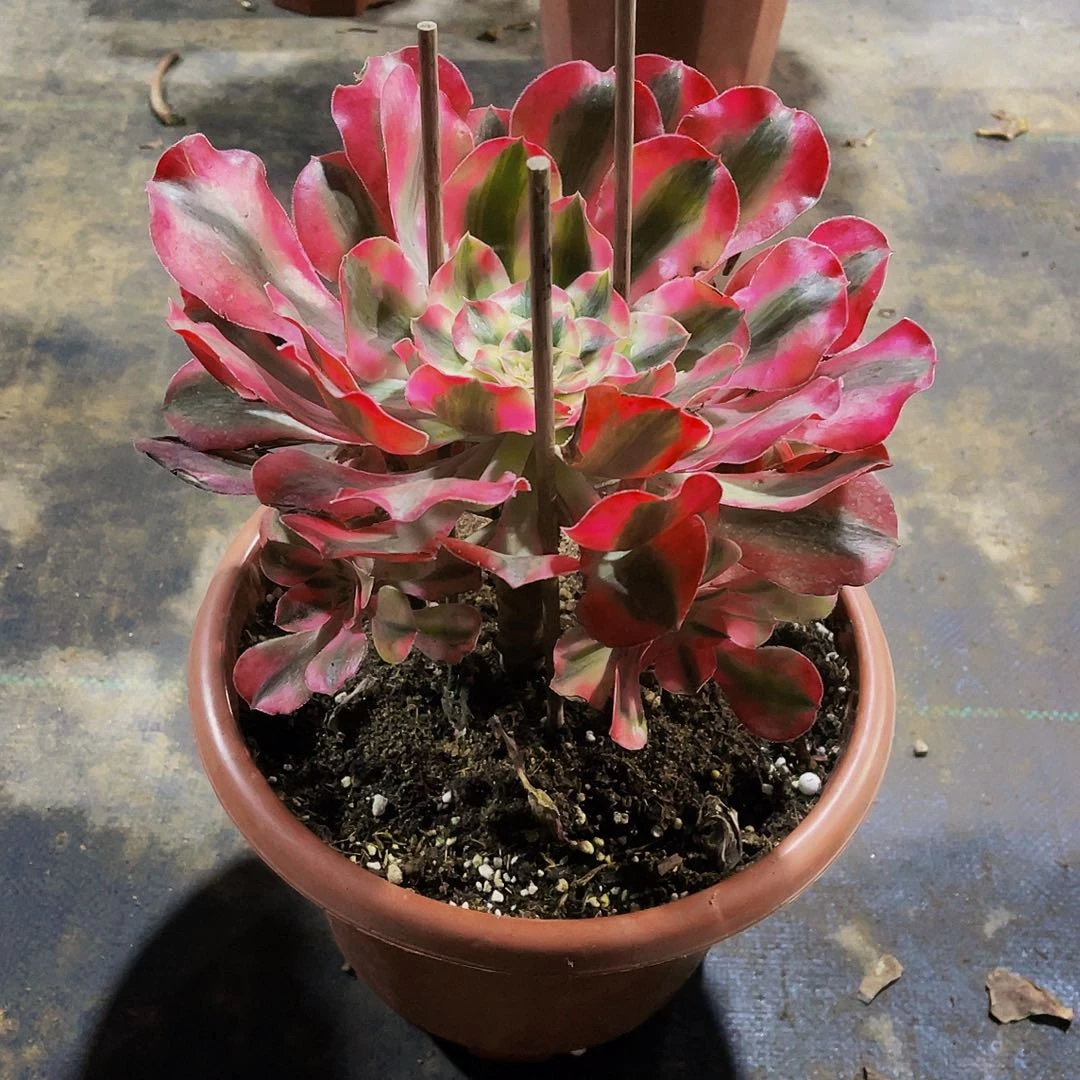 鞋**脚9668爱丽丝寄养