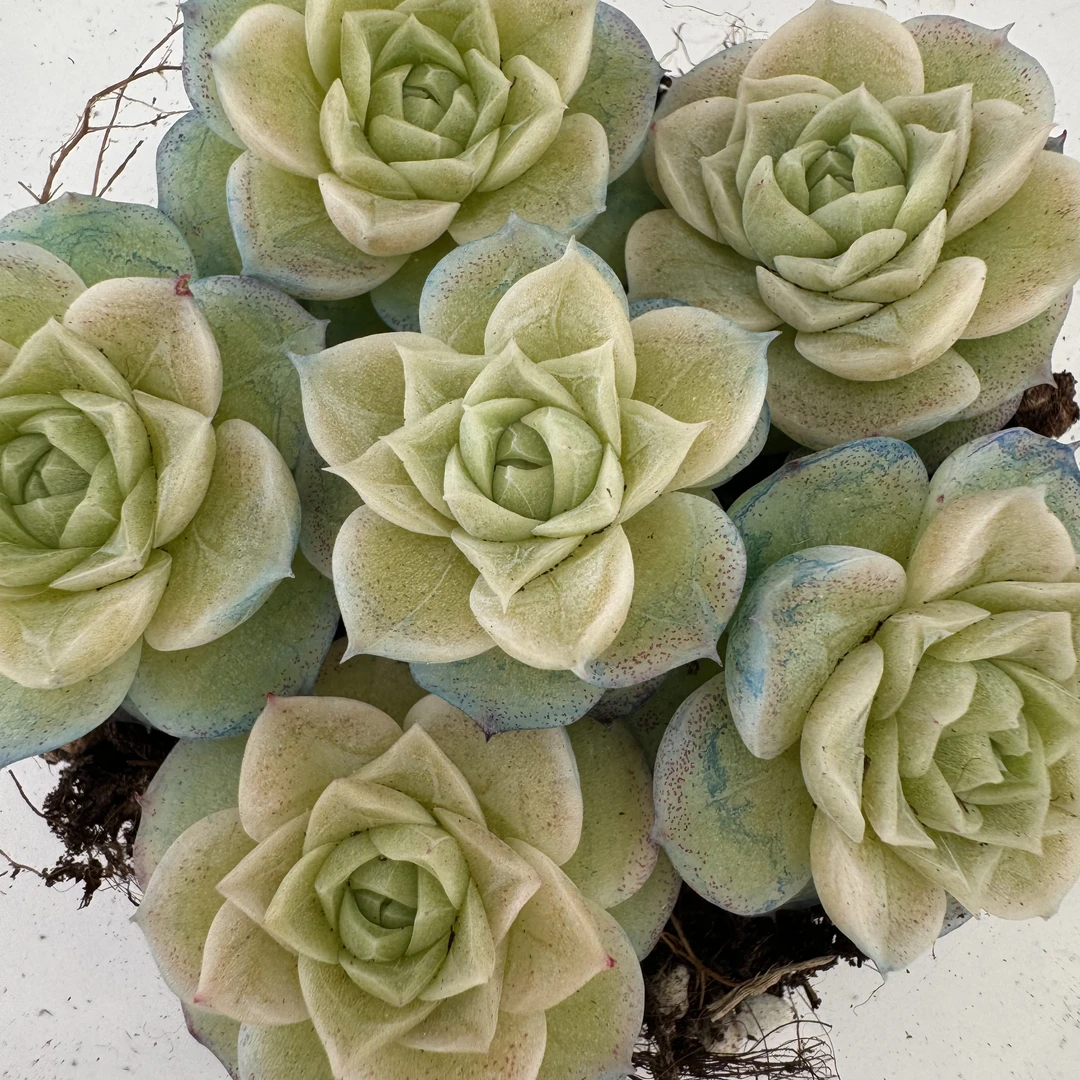 精品贵货切糕一盒(RJ532)