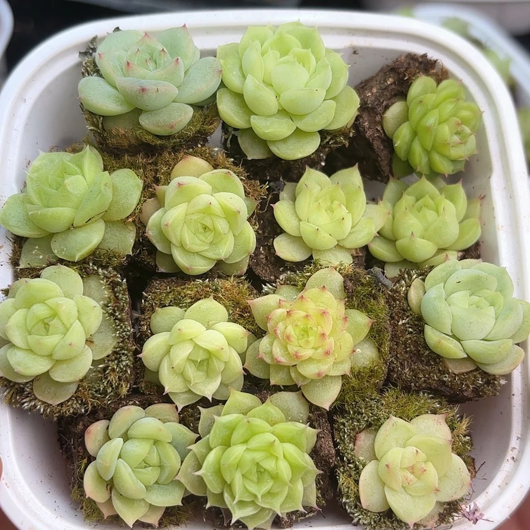 如图品质麦秆15颗 新疆西藏内蒙不发货 2cm左右