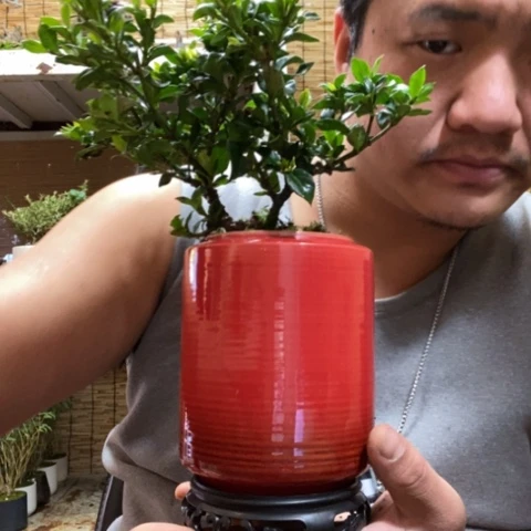 红陶一物一拍所见即所得47