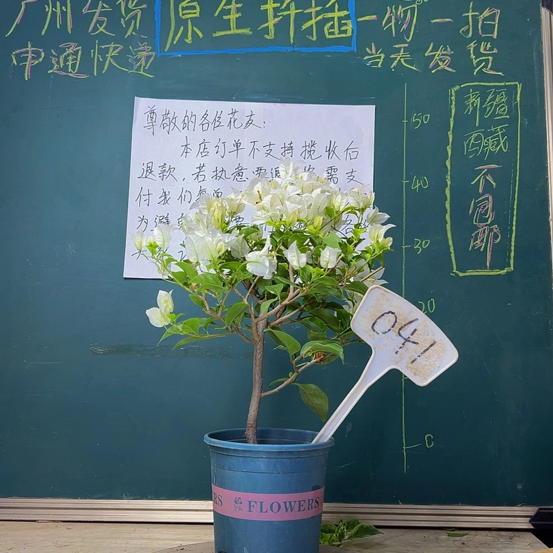 当前无花栽培后可以开花  白雪公主  041