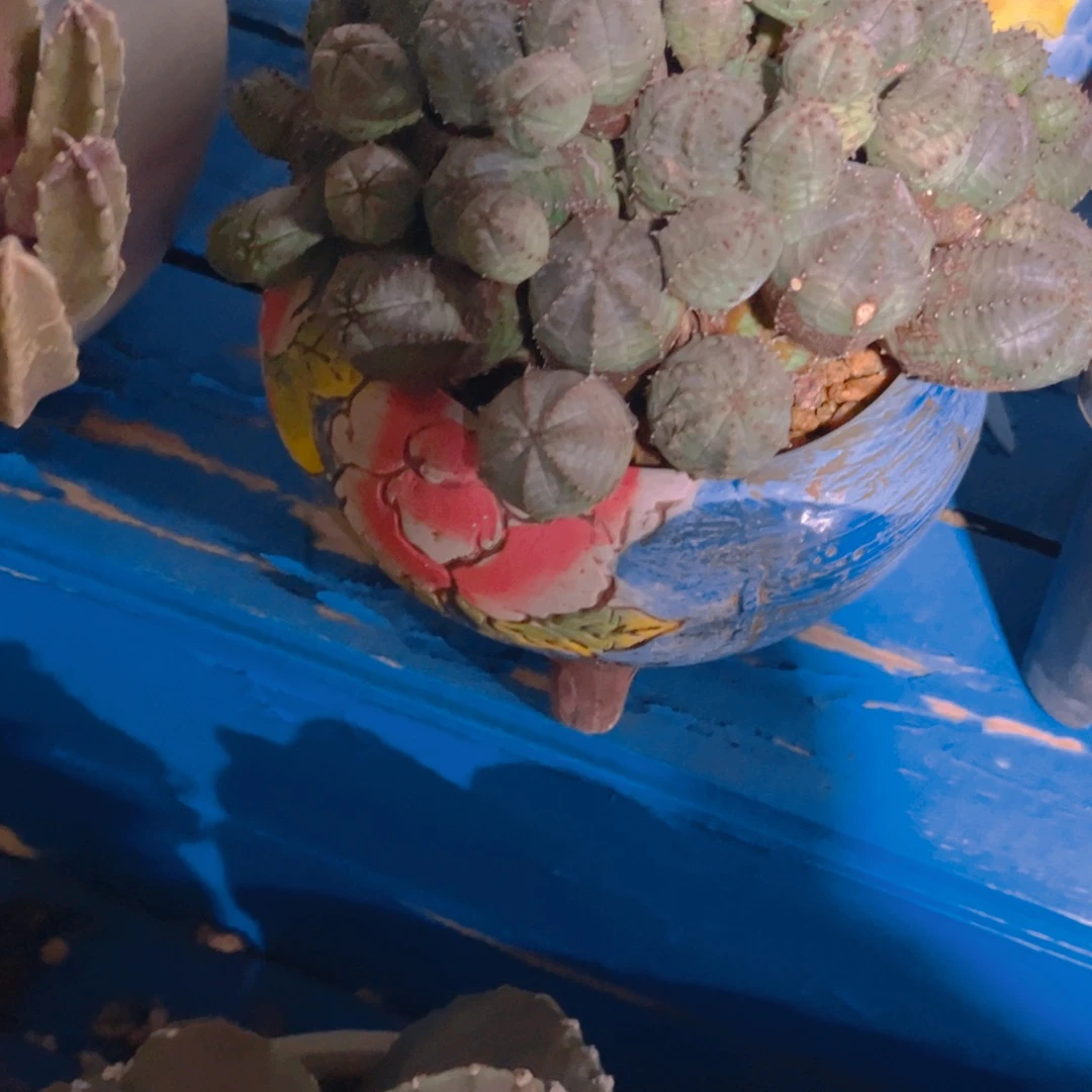 森***＊多肉植物保护研究所所长