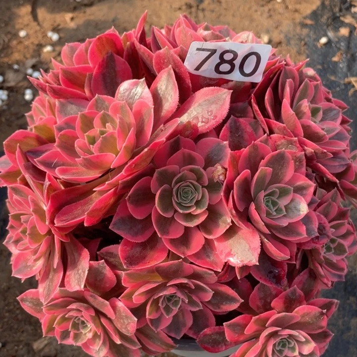 780多肉植物女妖