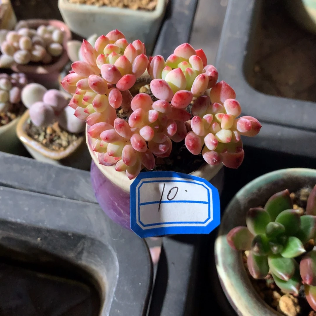 旋****旋律      1花