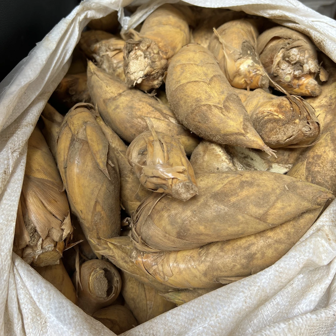 湖南隆回小沙江高寒山区冬笋