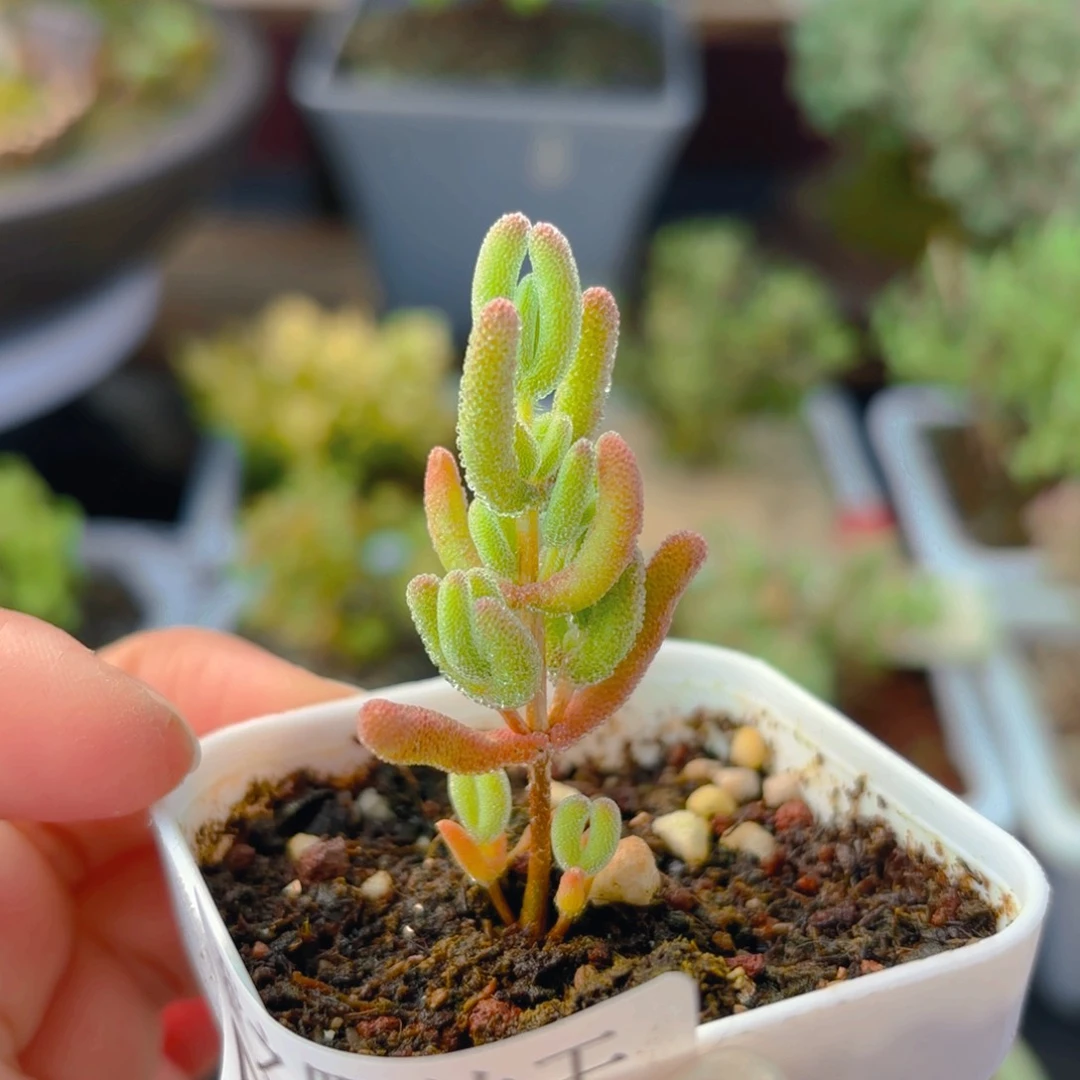 优选实生红叶713。