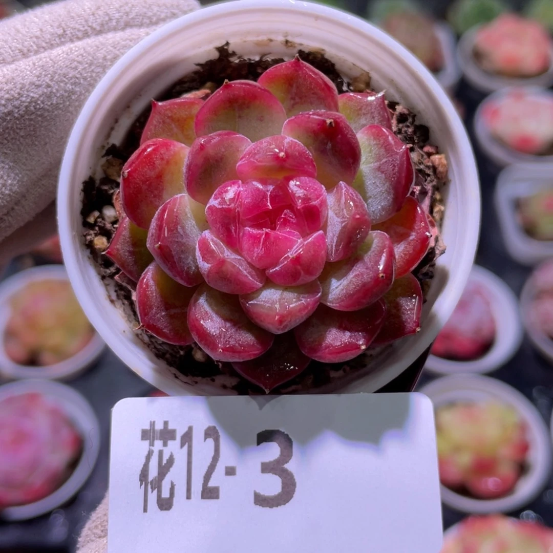 花利美12-3新品单头