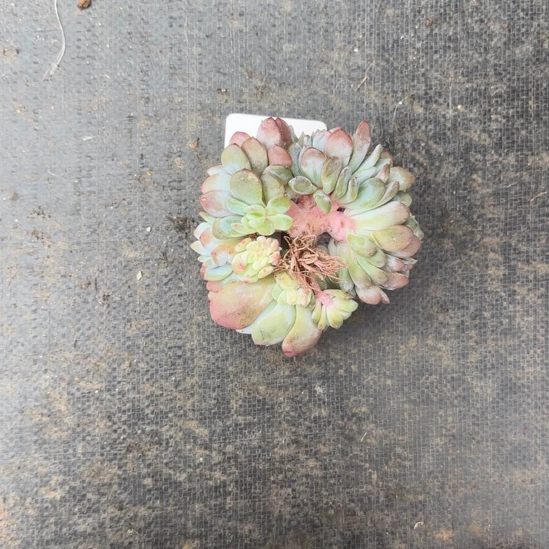 片*多肉植物一物一拍