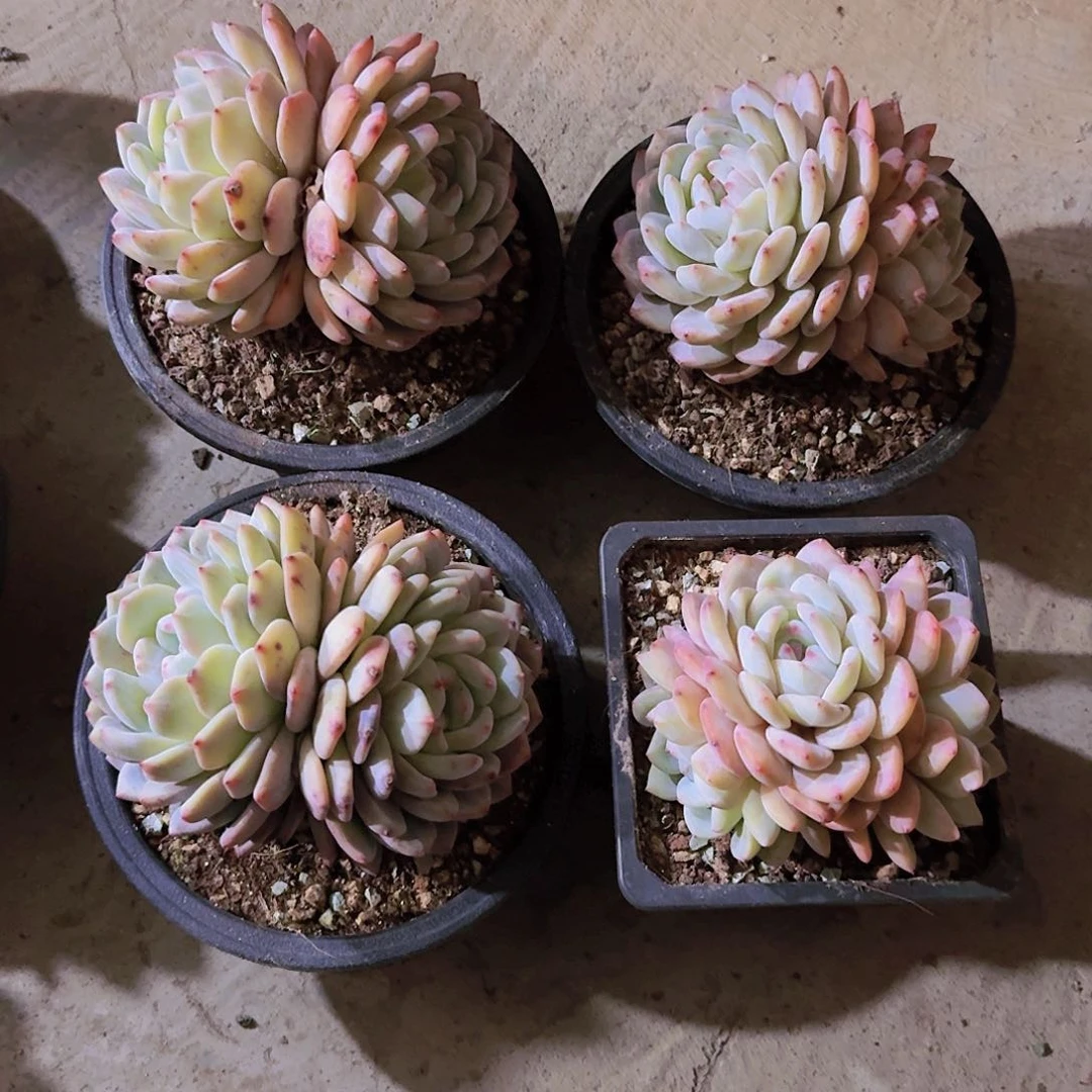 安鱼专拍一物一拍