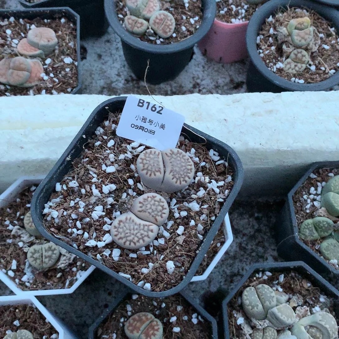 听***雾B162多肉植物保护研究所