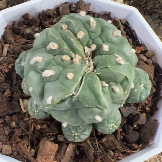 香****?实生草球45676877