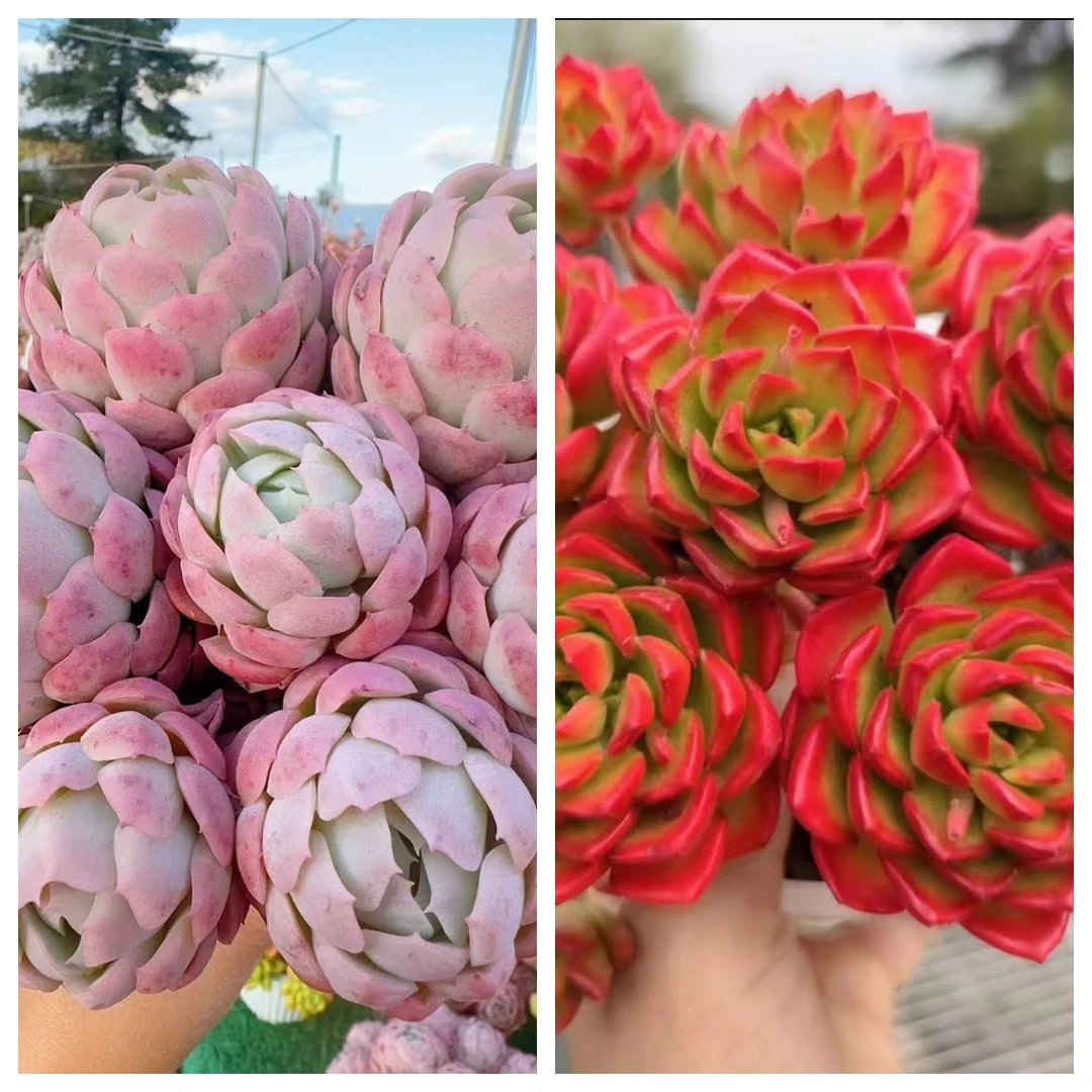 G贝瑞+蒂亚 耐晒皮实 绿植 室内室外都能养