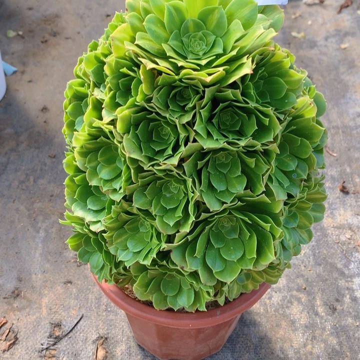 392翡翠琉璃捧花朵朵