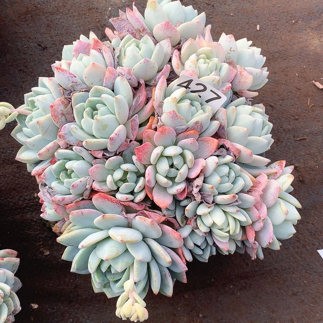 427冷香 一物一拍多肉